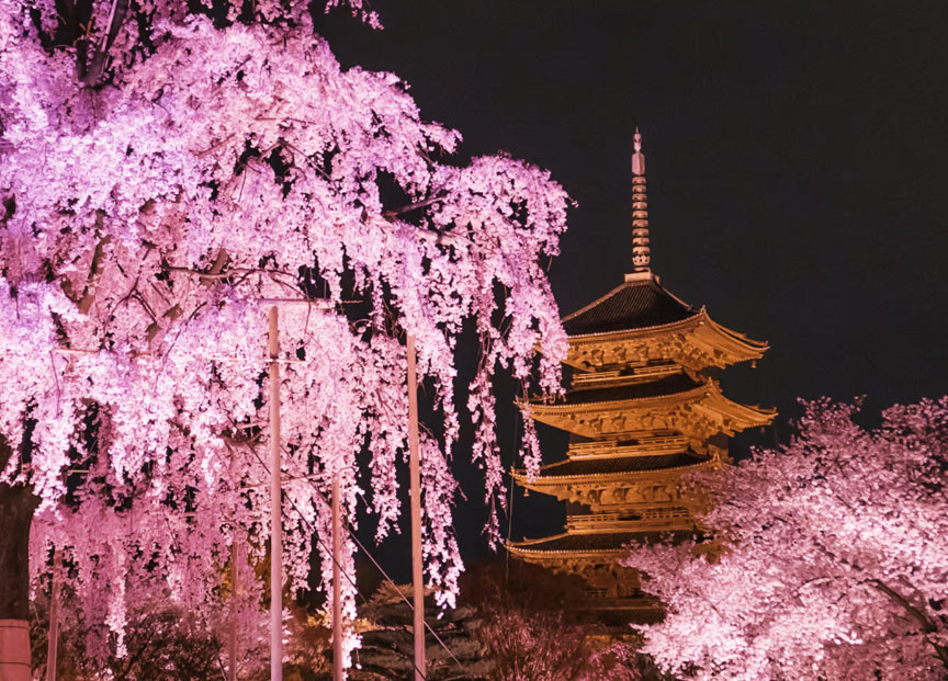 Sakura Toji